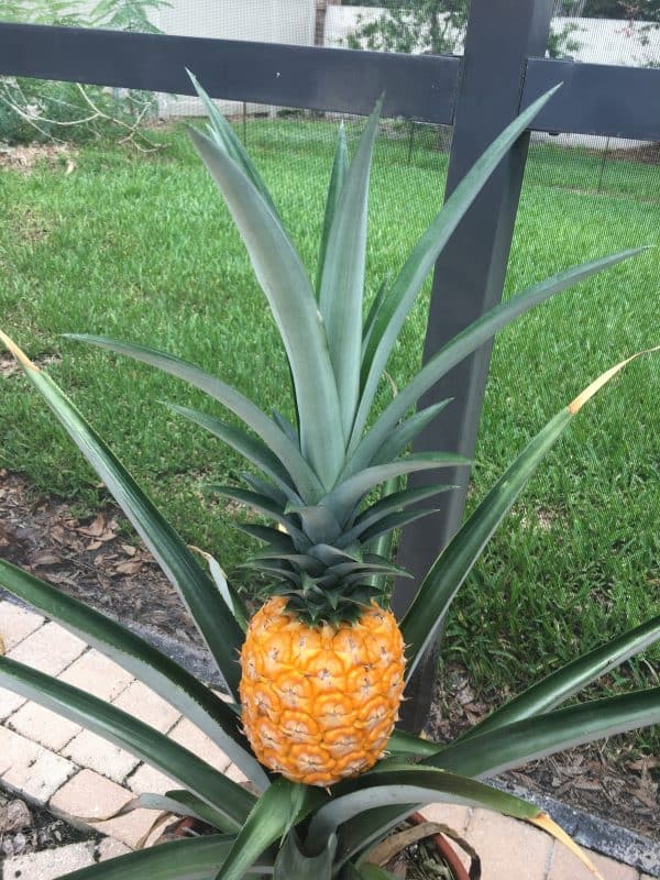 Growing a pineapple in the backyard was easy. 