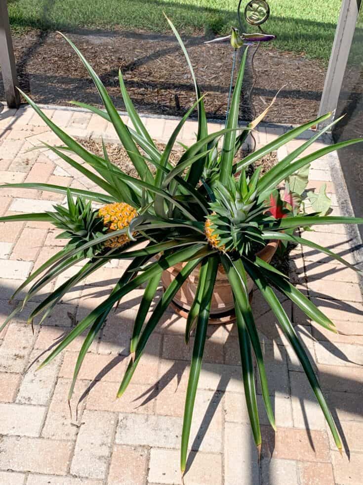 Pineapples growing on a plant in a pot