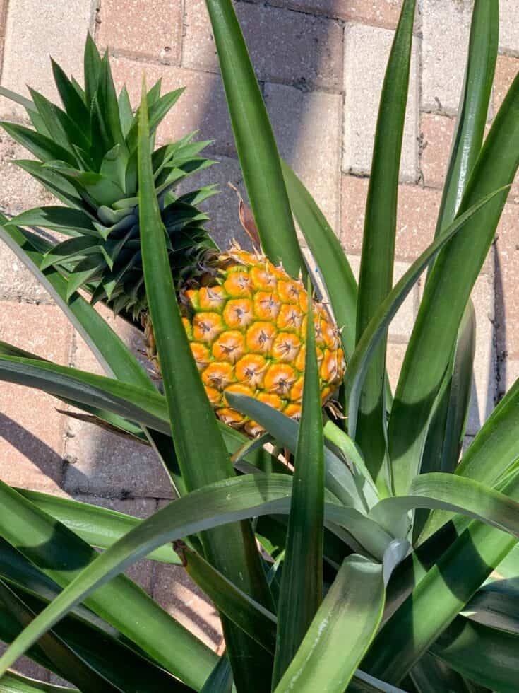 Pineapple growing on a plant